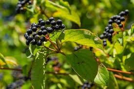 Attēlu rezultāti vaicājumam “Cornus sanguinea fruit”