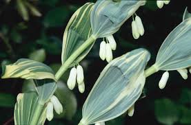Attēlu rezultāti vaicājumam “Polygonatum odoratum flower”