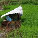 Crop loss triggers farmer suicides in Uttar Pradesh, Rajasthan.