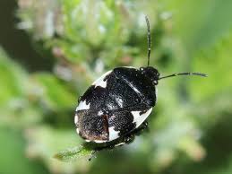 Attēlu rezultāti vaicājumam “Tritomegas bicolor”
