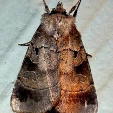 Attēlu rezultāti vaicājumam “Badhamiopsis scripta sessile”