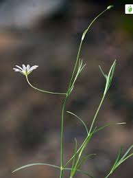 Attēlu rezultāti vaicājumam “Stellaria palustris leaf”