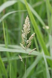 Attēlu rezultāti vaicājumam “Holcus lanatus”