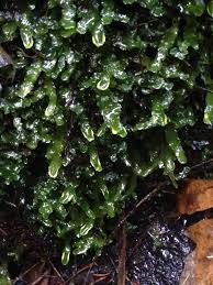 Attēlu rezultāti vaicājumam “Aneura pinguis”