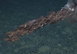 Attēlu rezultāti vaicājumam “Erinaceus sp.”