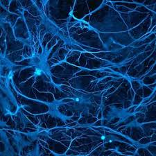 Attēlu rezultāti vaicājumam “Nostoc pruniforme cells”