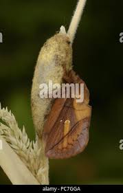 Attēlu rezultāti vaicājumam “Euthrix potatoria cocoon”