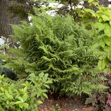 Attēlu rezultāti vaicājumam “Athyrium filix-femina”