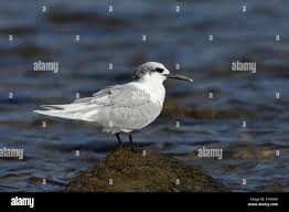 Attēlu rezultāti vaicājumam “Sterna sandvicensis”