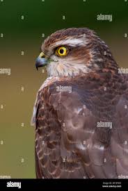 Attēlu rezultāti vaicājumam “Accipiter nisus”