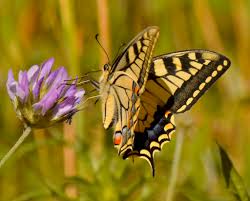 Attēlu rezultāti vaicājumam “Papilio machaon underside”
