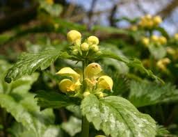 Attēlu rezultāti vaicājumam “Lamiastrum galeobdolon leaf”