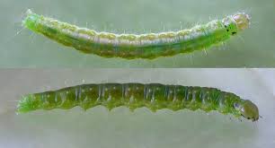 Attēlu rezultāti vaicājumam “Pandemis cinnamomeana”