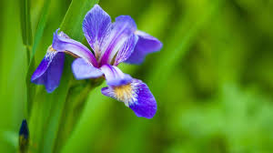 Image result for Iris