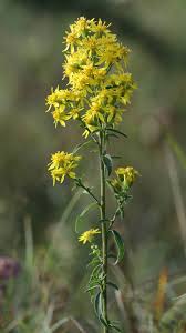 Image result for Solidago virgaurea