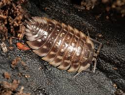 Attēlu rezultāti vaicājumam “Oniscoidea”