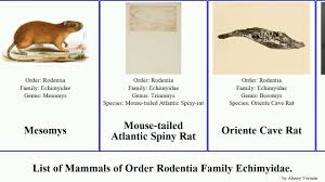 Attēlu rezultāti vaicājumam “Rodentia”
