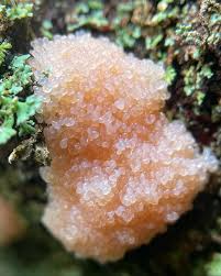 Attēlu rezultāti vaicājumam “Tubifera applanata spores”