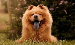 Znalezione obrazy dla zapytania chow