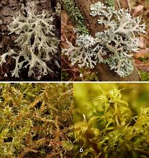 Attēlu rezultāti vaicājumam “Pseudevernia furfuracea”