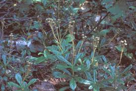 Attēlu rezultāti vaicājumam “Chimaphila umbellata fruit”
