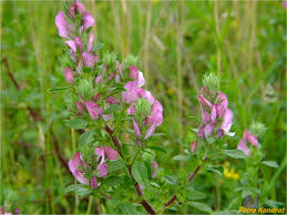 Attēlu rezultāti vaicājumam “Ononis arvensis”