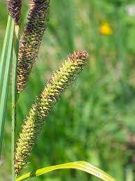 Attēlu rezultāti vaicājumam “Carex acutiformis leaf”