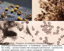 Attēlu rezultāti vaicājumam “Physarum auriscalpium spores”