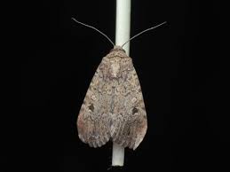 Attēlu rezultāti vaicājumam “Badhamiopsis praetermissa”