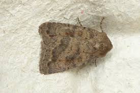 Attēlu rezultāti vaicājumam “Caradrina morpheus”