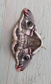 Attēlu rezultāti vaicājumam “Saturnia pavonia female”