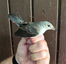 Attēlu rezultāti vaicājumam “Sylvia nisoria”