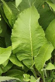 Attēlu rezultāti vaicājumam “Inula helenium leaf”