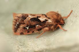 Attēlu rezultāti vaicājumam “Nicrophorus investigator imago”