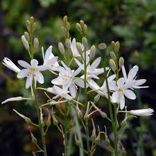 Attēlu rezultāti vaicājumam “Anthericum ramosum”