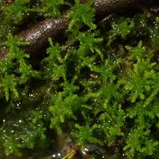 Attēlu rezultāti vaicājumam “Sphagnum riparium”