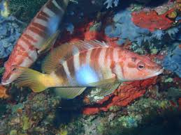 Image result for Serranus scriba