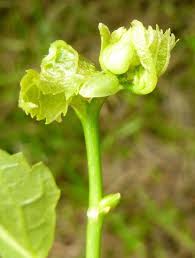 Attēlu rezultāti vaicājumam “Tilia platyphyllos subsp. cordifolia flower”