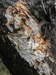 Attēlu rezultāti vaicājumam “Antrodia serialis”