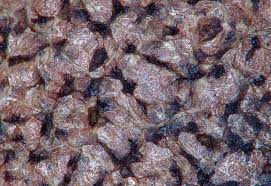 Attēlu rezultāti vaicājumam “Lycogala alisaulianovae”