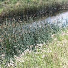 Attēlu rezultāti vaicājumam “Schoenoplectus lacustris subsp. glaucus fruit”