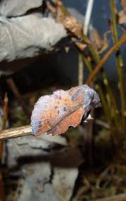 Attēlu rezultāti vaicājumam “Populus x lettland”