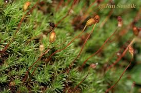 Attēlu rezultāti vaicājumam “Polytrichum strictum”