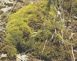 Attēlu rezultāti vaicājumam “Philonotis calcarea”