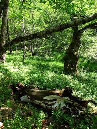 Attēlu rezultāti vaicājumam “Perenniporia medulla-panis”