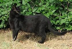 Image result for Black Cat Sac