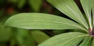 Attēlu rezultāti vaicājumam “Lilium martagon leaf”