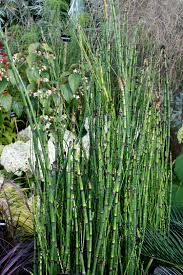 Attēlu rezultāti vaicājumam “Equisetum hyemale”