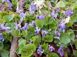 Attēlu rezultāti vaicājumam “Viola odorata bud”