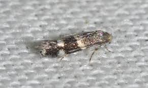 Attēlu rezultāti vaicājumam “Cephaloziella elachista”